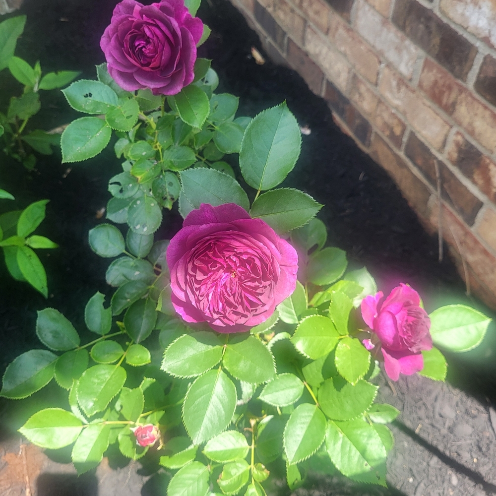 Orchid & Vine Live Shows! Like this Listing https://posh.mk/p4xqkonnY5b - Picture 11 of 13